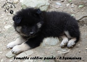 chiot eurasier